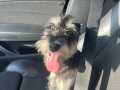Çok akıllı schnauzer köpeğimiz