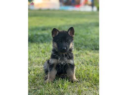 Anne-Baba Ödüllü 2 Aylık K9 Alman Kurdu