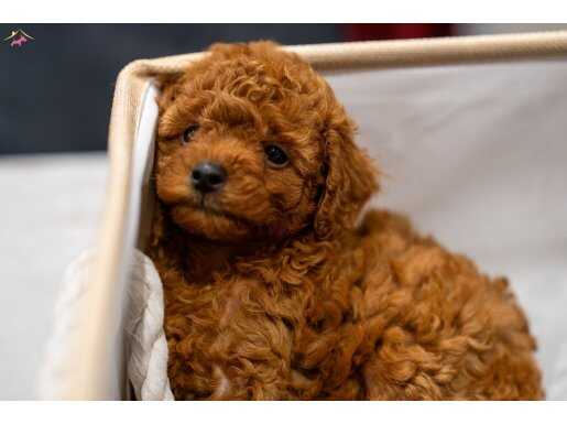 5 tane miniş toy poodle yavrusu, özel anne babadan 