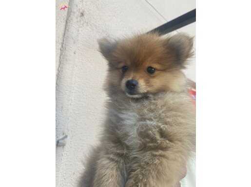 3 aylık erkek pomerian