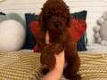 TR TEK SAF IRK POODLE YAVRULARI 