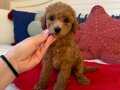 ERKEK DİŞİ POODLE YAVRULARI 