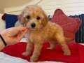 SAF IRK ERKEK DİŞİ POODLE YAVRULARI