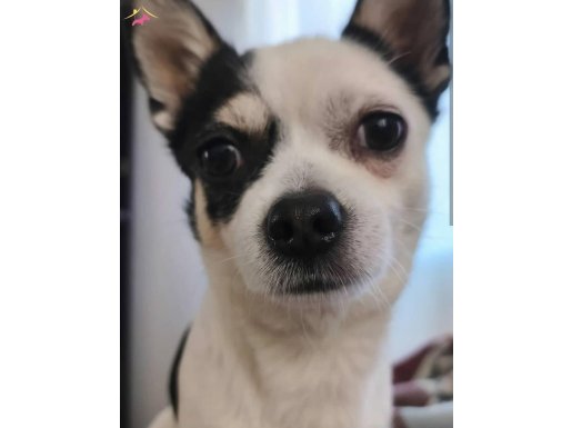 1.5 yaşında Eğitimli uyguna chihuahua 