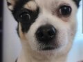 1.5 yaşında Eğitimli uyguna chihuahua 