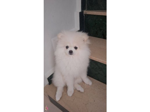Karbeyazı dişi pomeranian boo