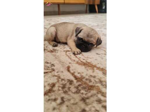 Saf kan PUG MOPS yavrusu.. Muhteşem güzellikte…