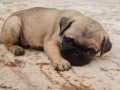 Saf kan PUG MOPS yavrusu.. Muhteşem güzellikte…