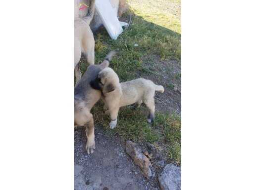 Kangal yavrusu 