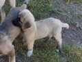 Kangal yavrusu 