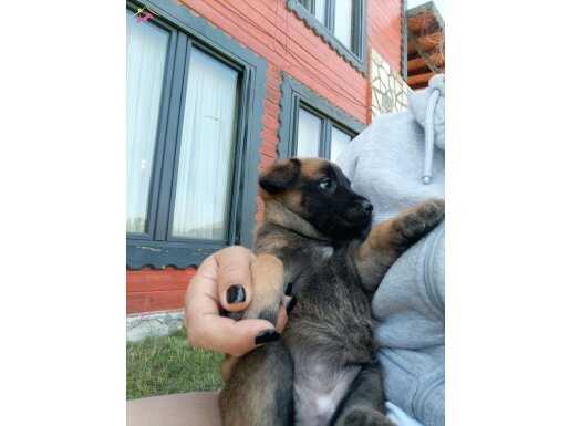 Orijinal malinois yavruları 