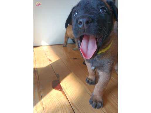 Malinois bebekler sahiplendirilecektir 