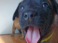 Malinois bebekler sahiplendirilecektir 