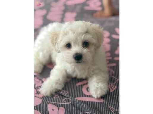 Maltese Yavrulari