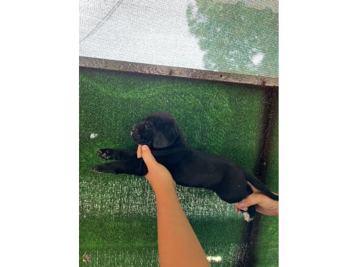 Kaliteli cane Corso yavruları