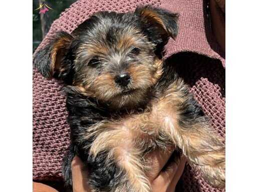 3 Aylık Dost Canlısı Yorkie (Full Eşya&Mama)