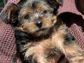 3 Aylık Dost Canlısı Yorkie (Full Eşya&Mama)