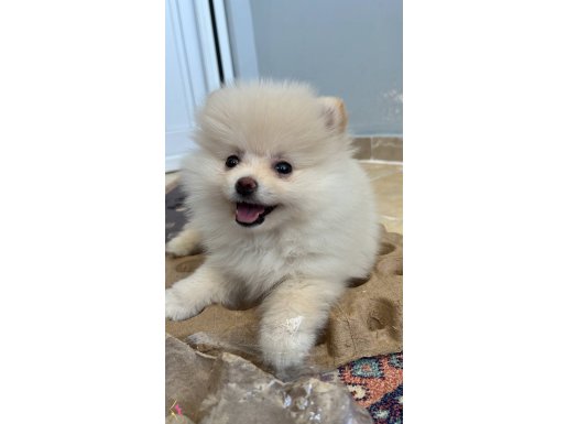 3 Aylık Pomeranian 