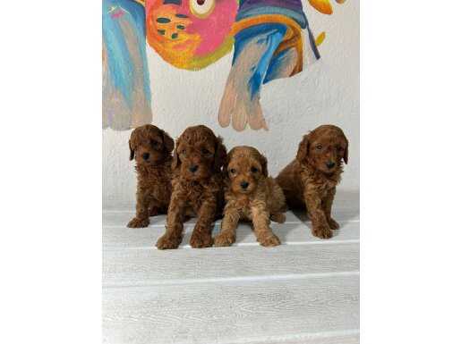 GÖZ ALICI GÜZELLİKTEKİ POODLE BEBEKLER