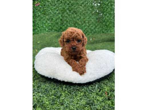 ERKEK DİŞİ KG GARANTİLİ TOY POODLE BEBEKLER
