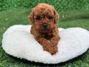 ERKEK DİŞİ KG GARANTİLİ TOY POODLE BEBEKLER