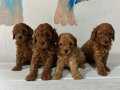 GÖZ ALICI GÜZELLİKTEKİ POODLE BEBEKLER