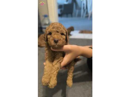 Scr li Toy poodle baba, maltipo anne
