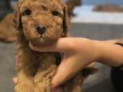 Scr li Toy poodle baba, maltipo anne