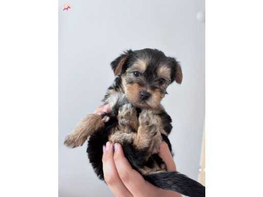 1.5 Aylık Morkie Bebekler - Çok Oyuncular!