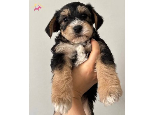 Evden Morkie Yavruları - Maltese ve Yorkshire Kırması Bebekler