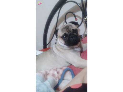 Sevimli pug