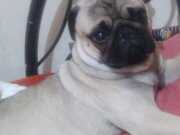 Sevimli pug