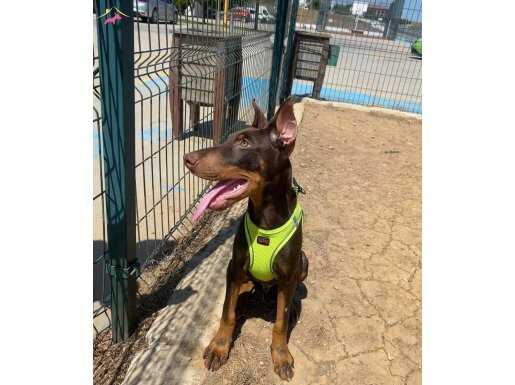 Kızıl erkek doberman estetikli