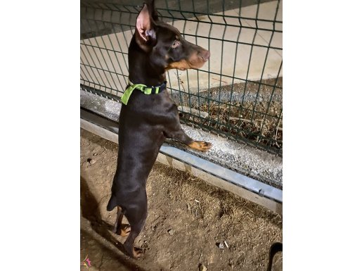 YER SIKINTISINDAN DOLAYI ÜCRETLİ SAHİPLENDİRİYORUZ