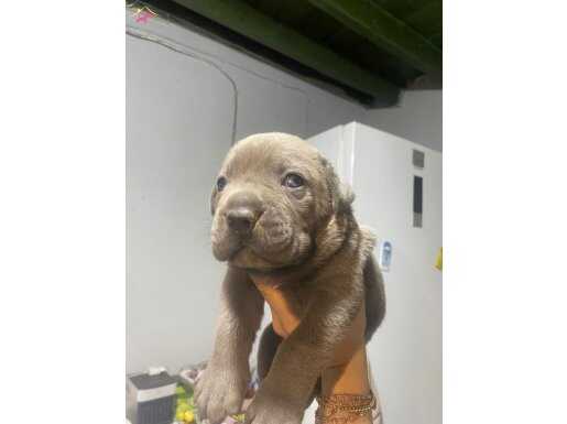 Cane corsa Blue Erkek Temmuz 26 doğumlu