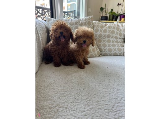 Anne baba 2 kg toy poodle. 2 erkek kardeş. Aşılar tamam. 