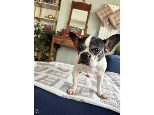 4 yaşında dünya akıllısı french bulldog ücretsiz