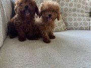 Anne baba 2 kg toy poodle. 2 erkek kardeş. Aşılar tamam. 