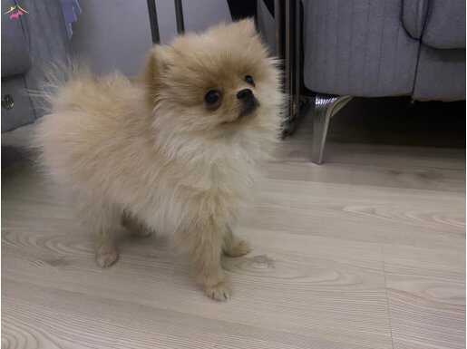 3 aylık ayı surat pomeranian  erkek yavru 