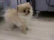 3 aylık ayı surat pomeranian  erkek yavru 