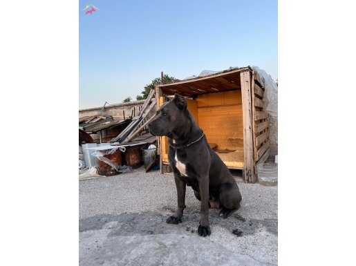 DİŞİ CANE CORSA IRK GARANTİLİ