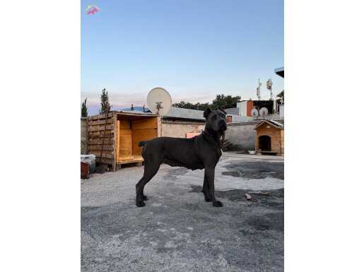 1 YAŞINDA DİŞİ CANE CORSA IRK GARANTİLİ