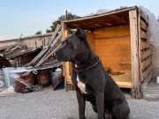 DİŞİ CANE CORSA IRK GARANTİLİ