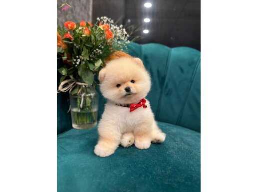 Orijinal SHOW kalite pomeranian yavrumuz 