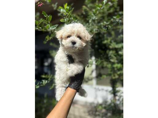 Orijinal küçük boy maltipoo yavrumuz