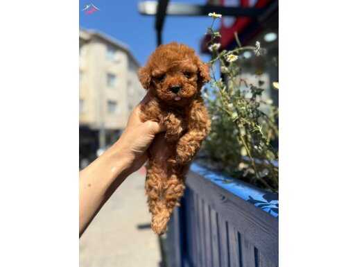 Küçük boy güler yüzlü SHOW kalite Poodle yavrumuz