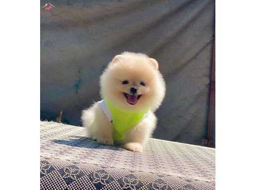 Güler yüzlü minyatür peluş pomeranian yavru