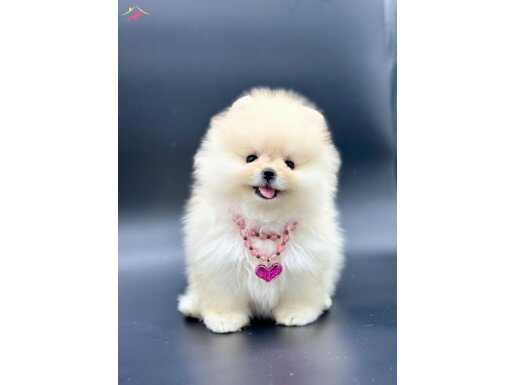 güler yüzlü peluş pomeranian yavrumuz