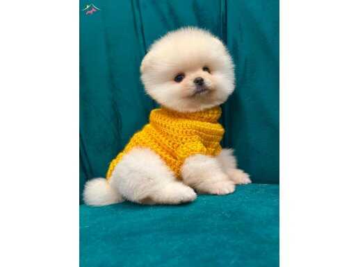 Peluş sempatik pomeranian yavrumuz