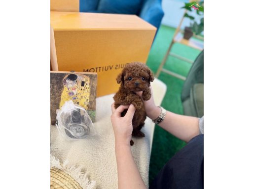 Minyatür sempatik Poodle yavru